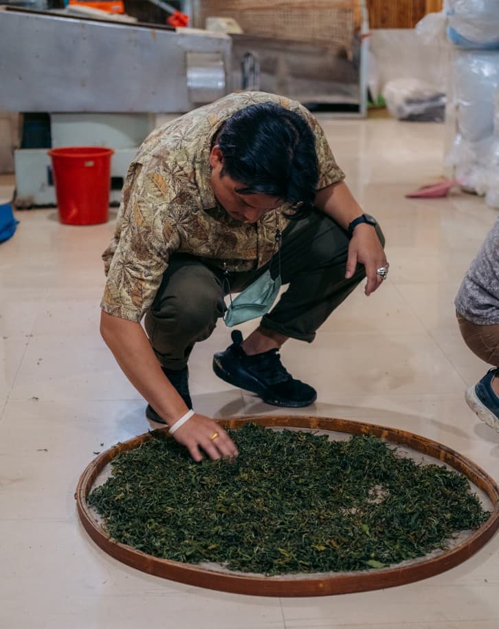 Tea Plucking