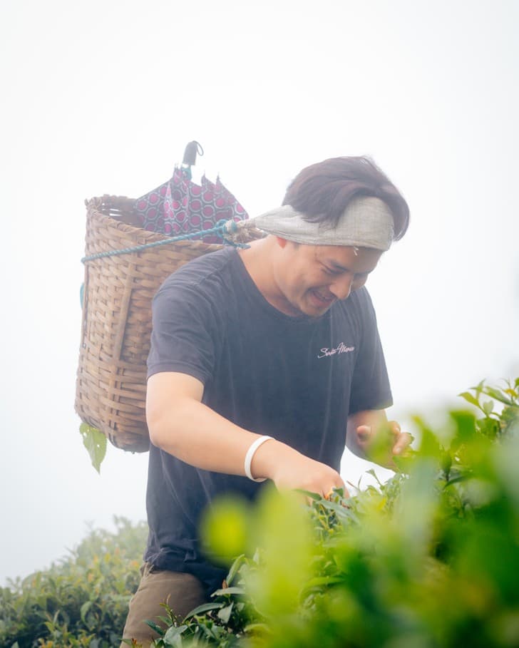 Tea Picking