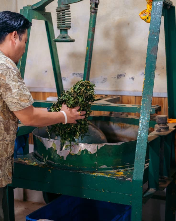 Fresh Tea Leaves