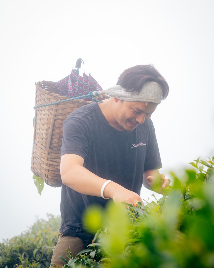 Tea Picking