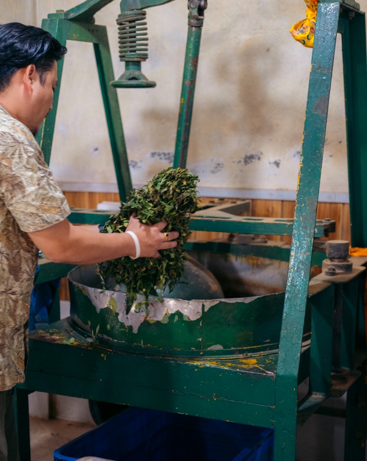 Fresh Tea Leaves